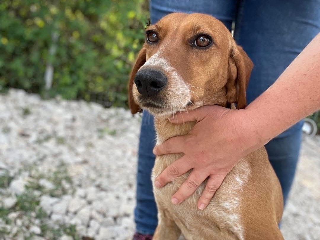 Adotta un cane, femmina, 6 anni  e 3 mesi , Salerno