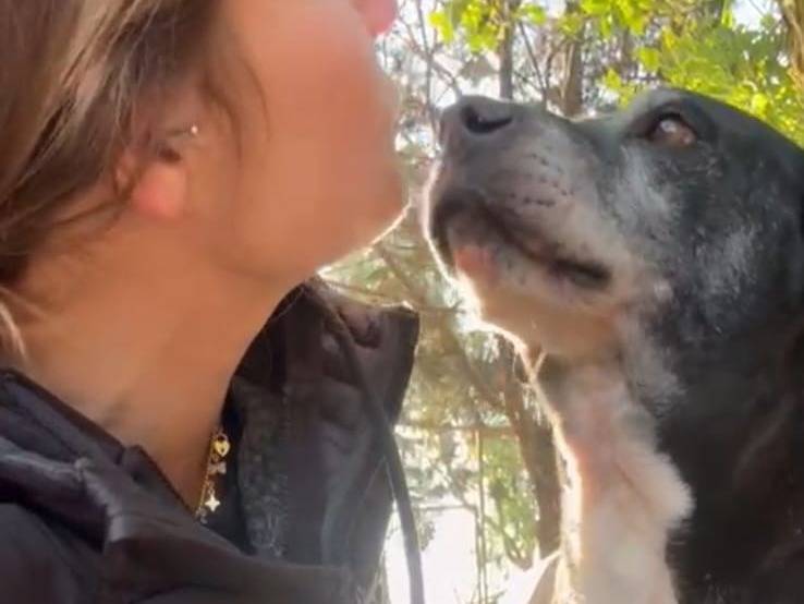 Adotta un cane, maschio, 8 anni  e 11 mesi , Lecce