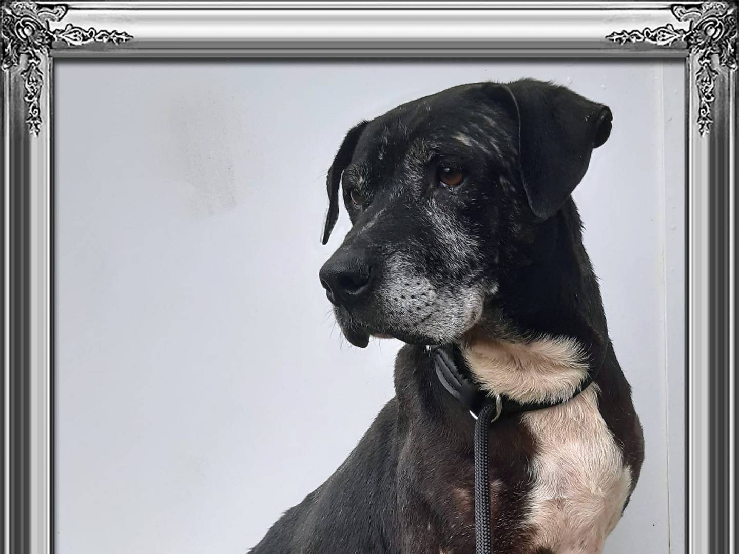 Adotta un cane, taglia media, maschio, Lecce
