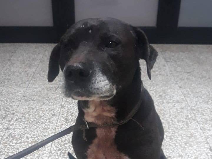 Vuoi adottare un cane a Lecce?