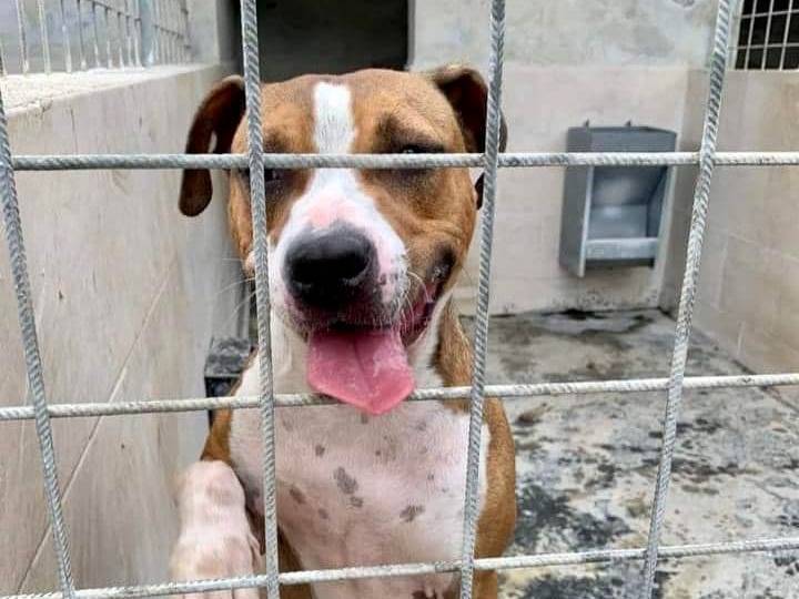 Foto dell'animale