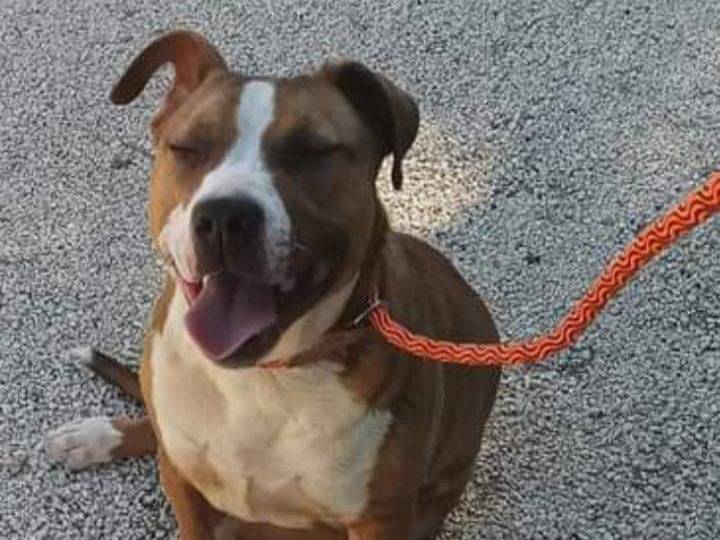 Adotta un cane, femmina, 4 anni  e 2 mesi , Lecce
