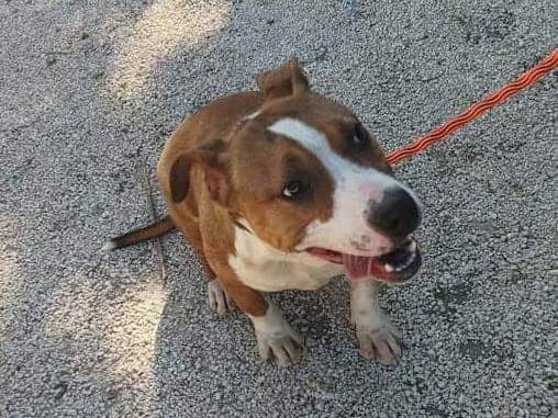 Adotta un cane, taglia media contenuta, femmina, Lecce