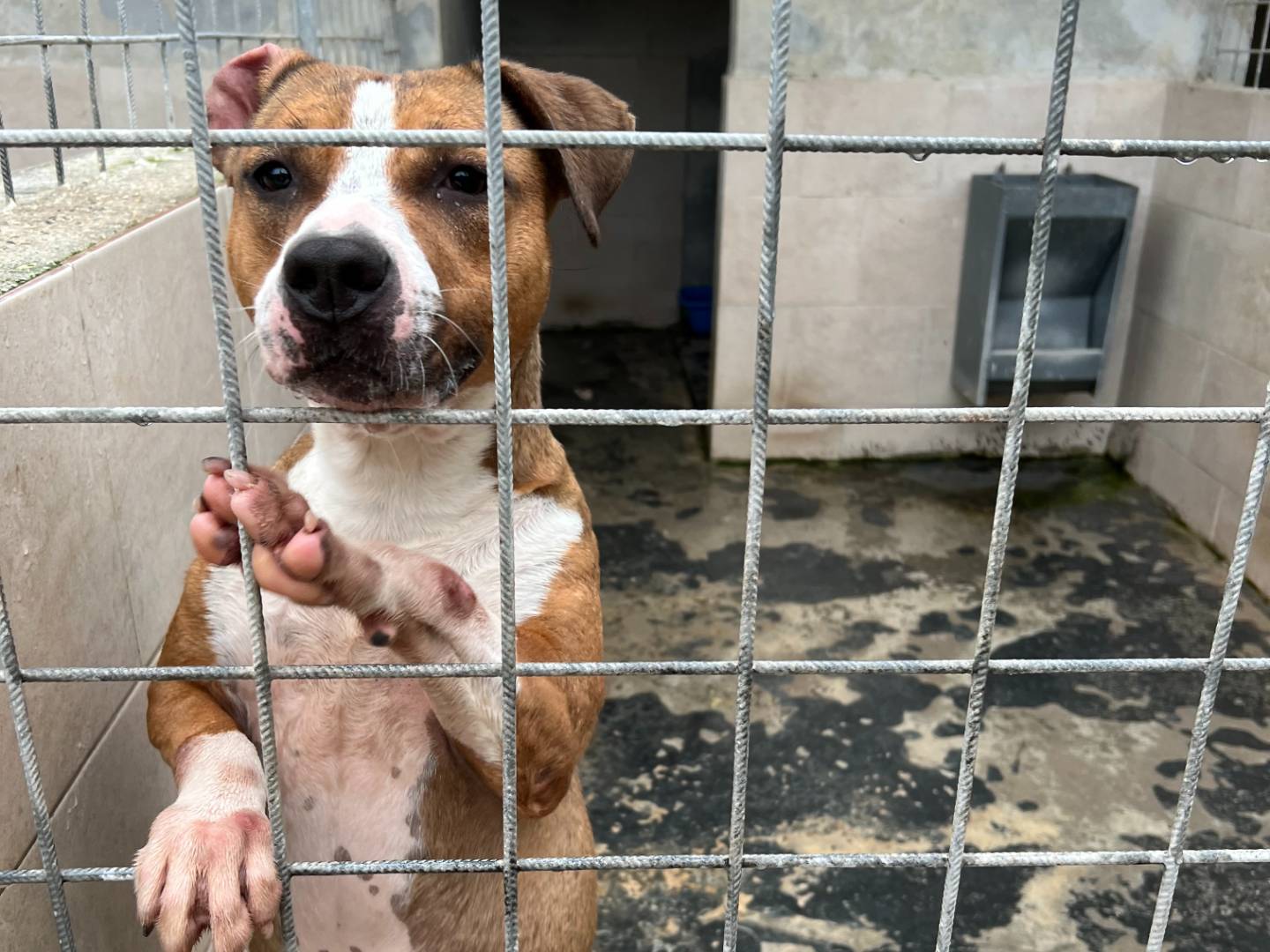 Vuoi adottare un cane a Lecce?