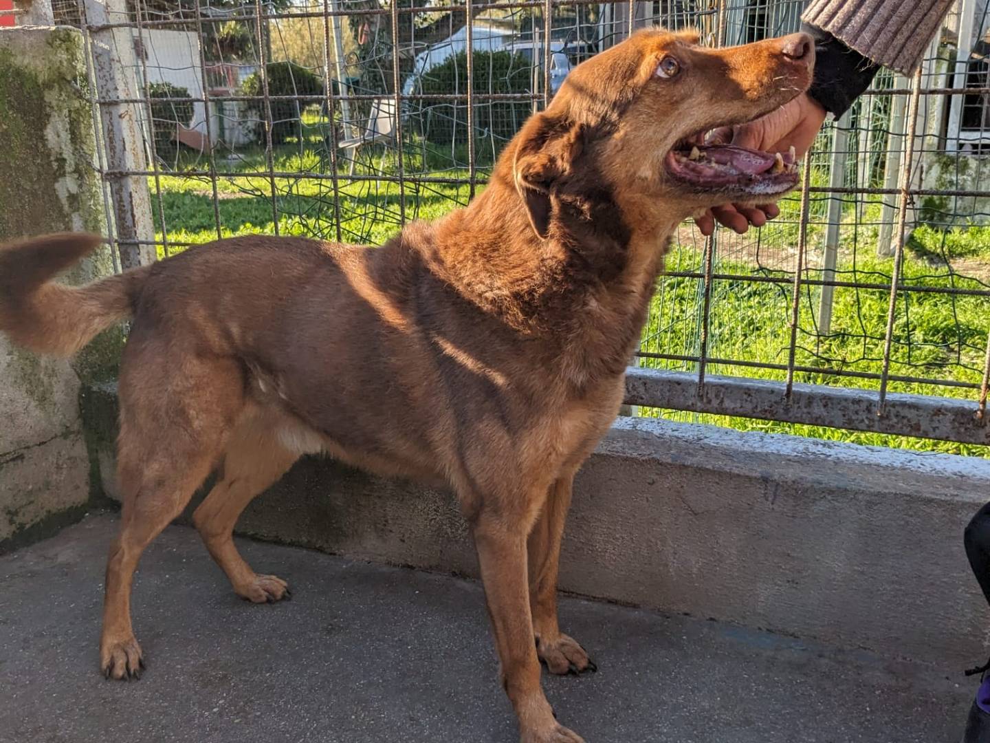 Adotta un cane, maschio, 9 anni  e 3 mesi , Caserta