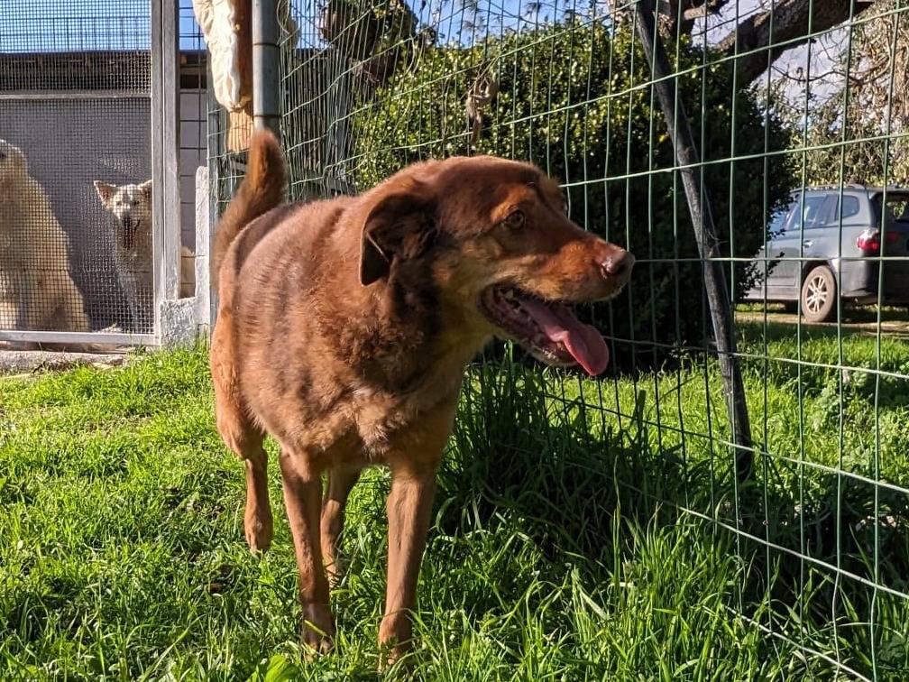 Adotta un cane, taglia media, maschio, Caserta