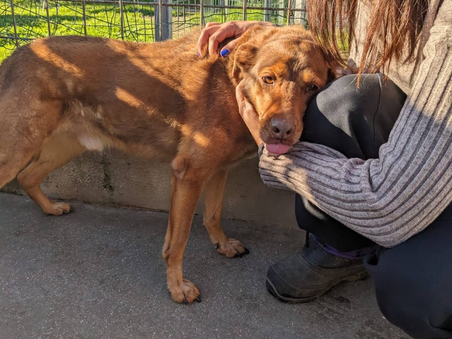 Vuoi adottare un cane a Caserta?