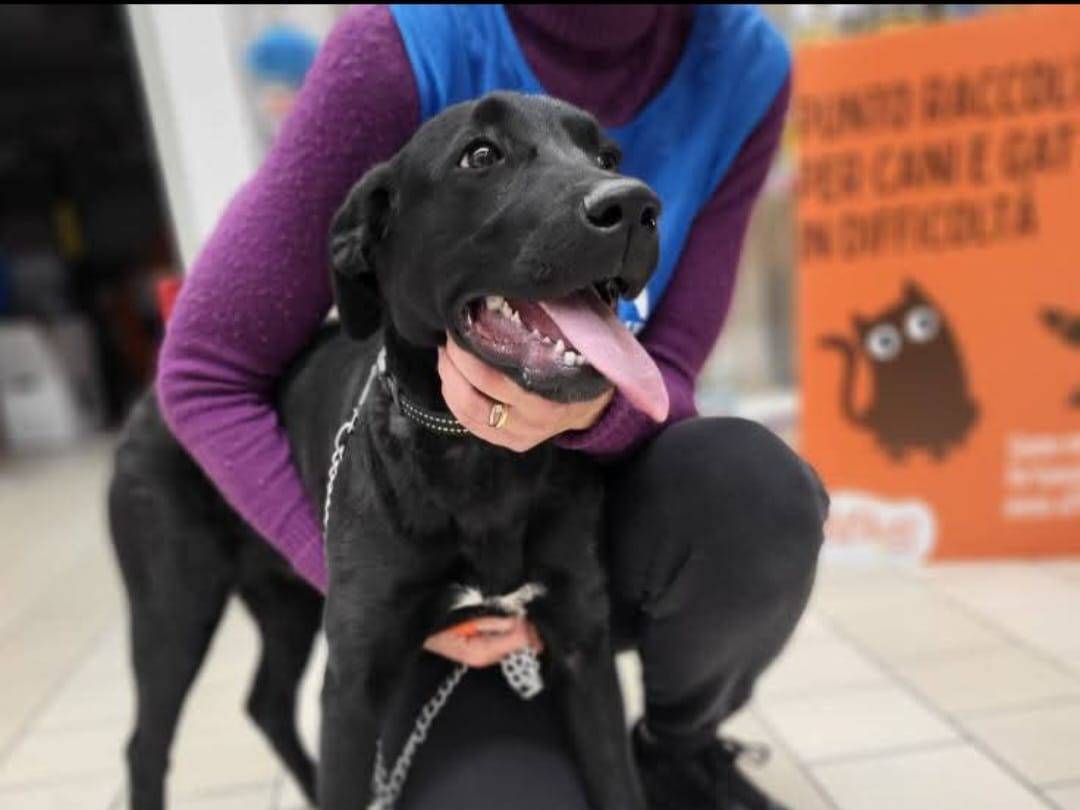 Foto dell'animale