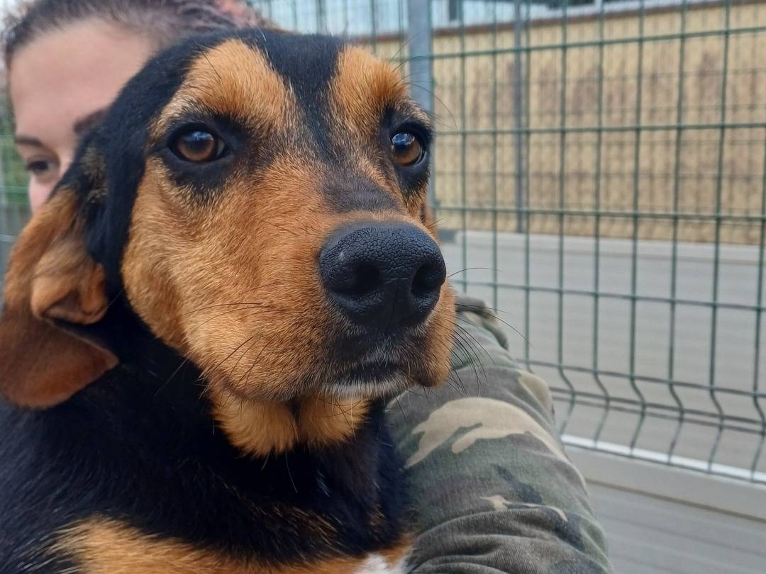 Foto dell'animale