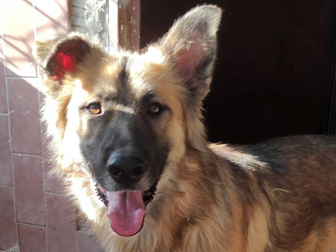 Foto dell'animale