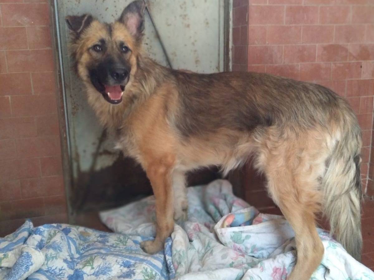 Adotta un cane, taglia media, maschio, Caserta