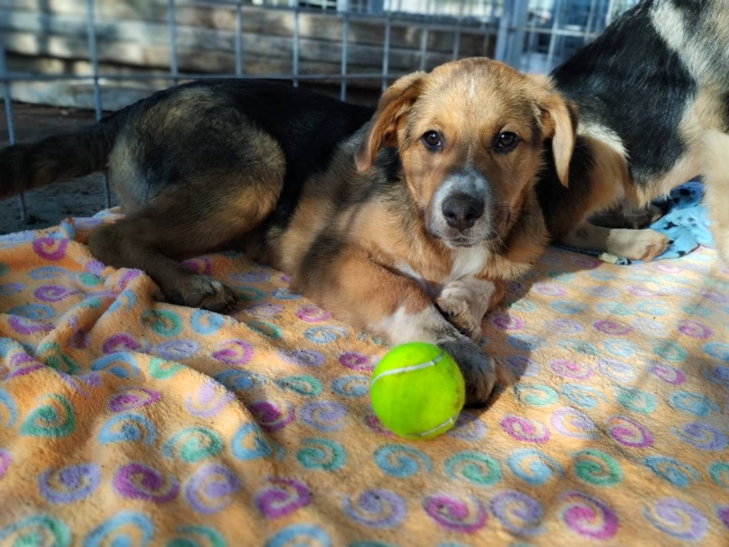 Adozione cane, maschio, Razza sconosciuta Razza sconosciuta, 1 anno e 6 mesi, taglia grande, Bari