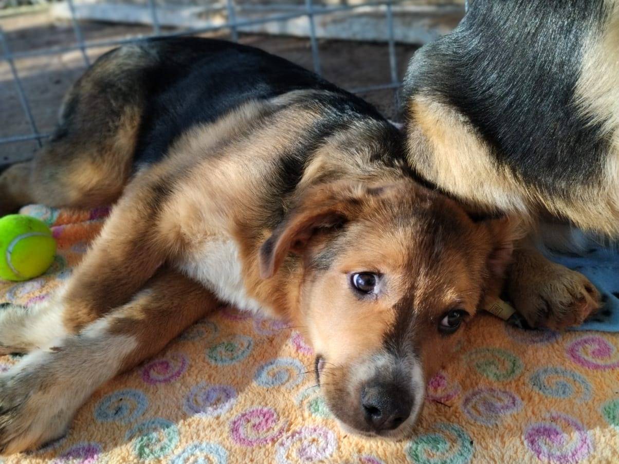 Adotta un cane, maschio, 1 anno e 6 mesi, Bari