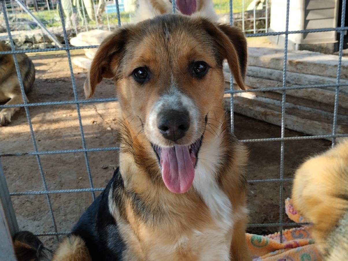 Adotta un cane, taglia grande, maschio, Bari