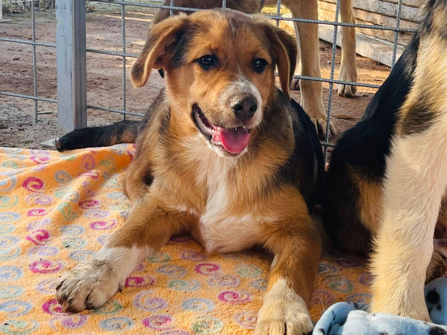 Vuoi adottare un cane a Bari?
