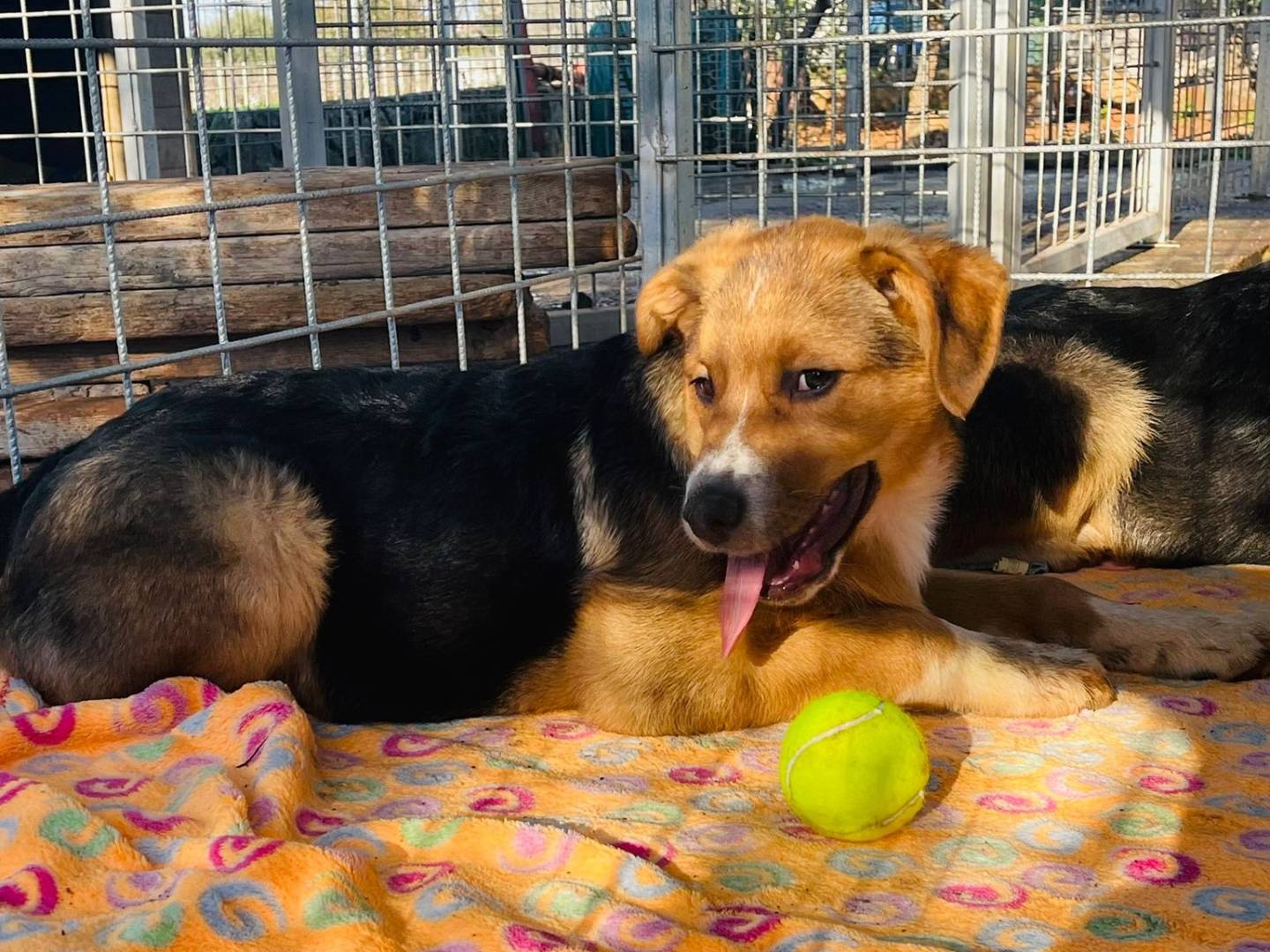 Adotta il cane Piter a Bari