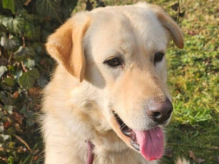 Adotta un cane, maschio, 2 anni  e 11 mesi , Pavia