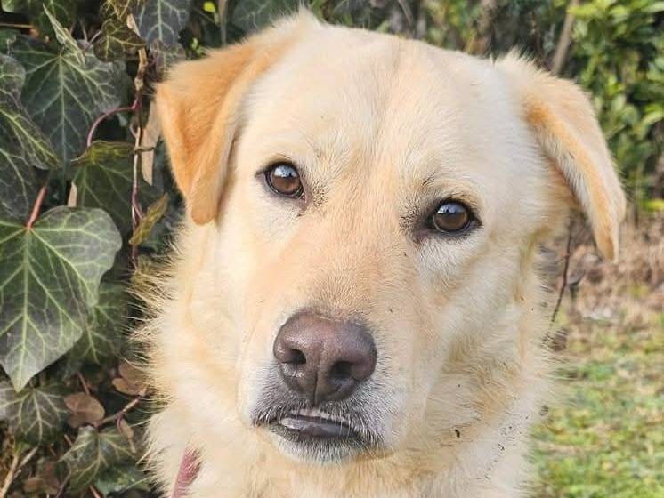 Vuoi adottare un cane a Pavia?