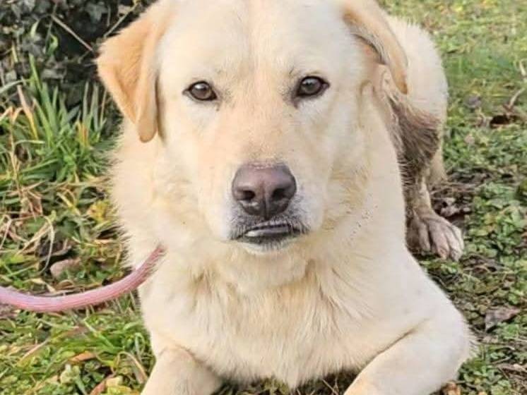 Adotta il cane Leo a Pavia