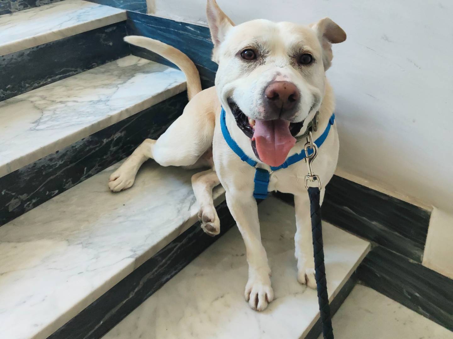 Adozione cane, maschio, Pitbull Akita, 3 anni  e 7 mesi , taglia grande, Napoli