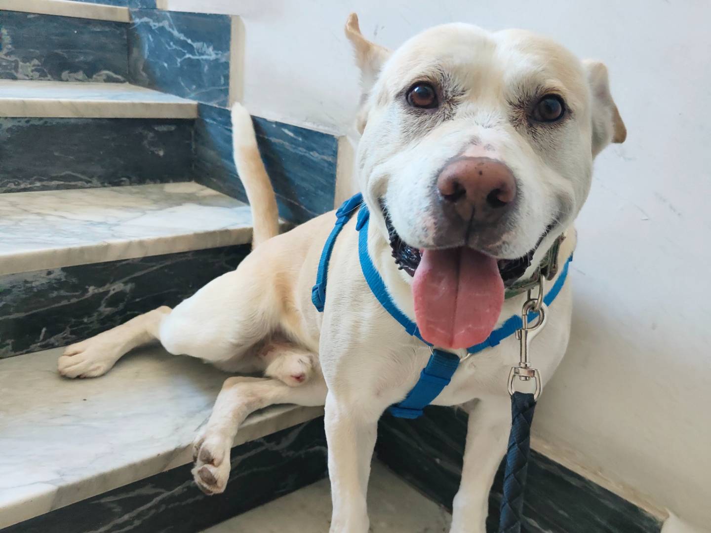 Adotta un cane, maschio, 3 anni  e 7 mesi , Napoli