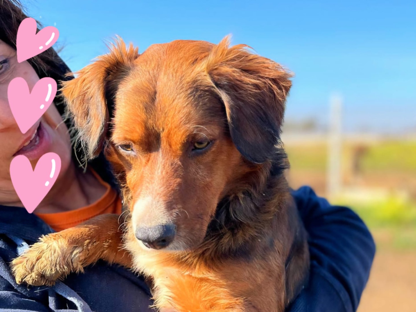 Adotta un cane, taglia piccola, maschio, Latina