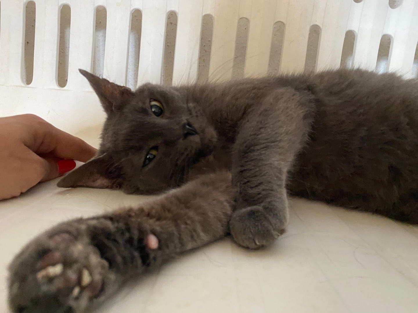 Adotta un gatto, femmina, 3 anni  e 1 mese, Napoli