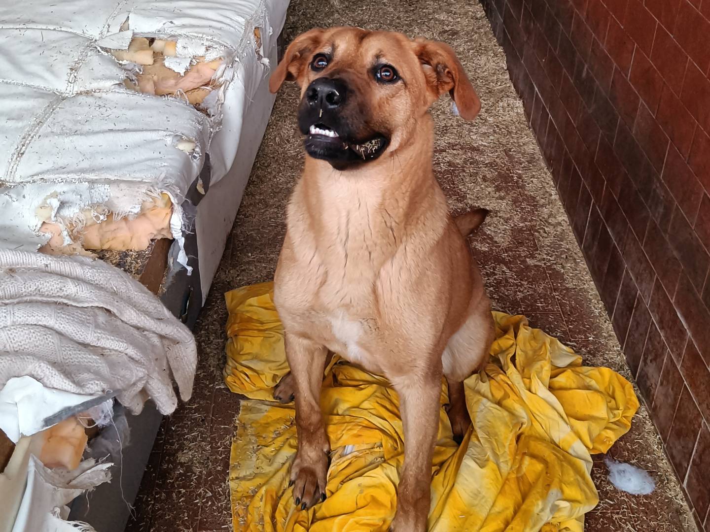 Adotta un cane, maschio, 10 mesi, Milano