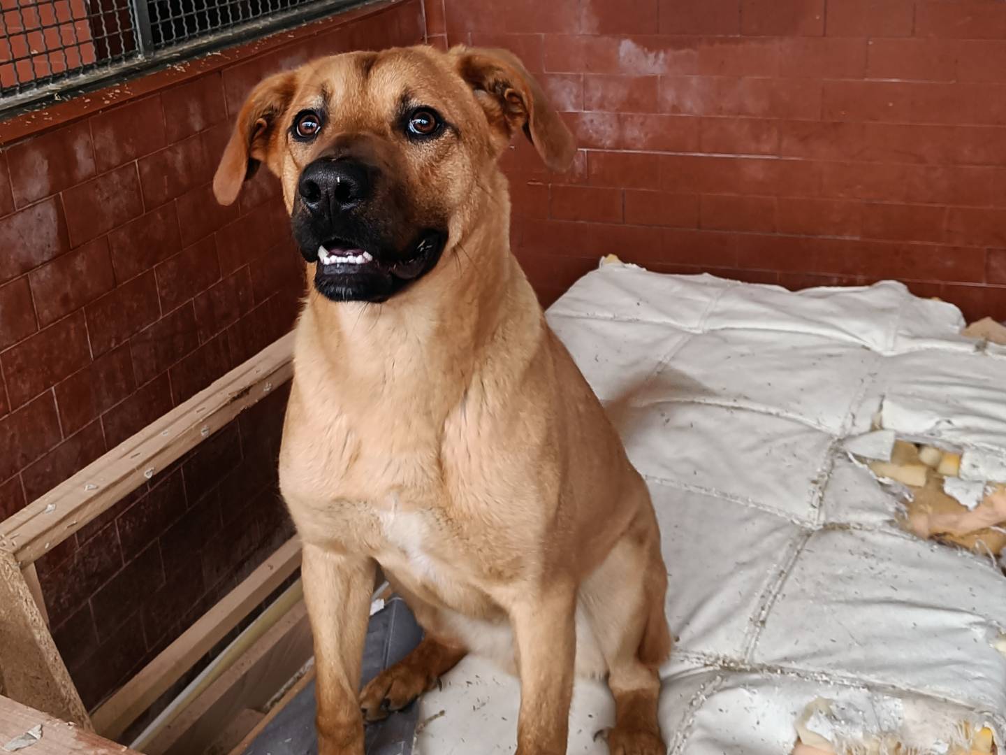 Adotta un cane, taglia media, maschio, Milano