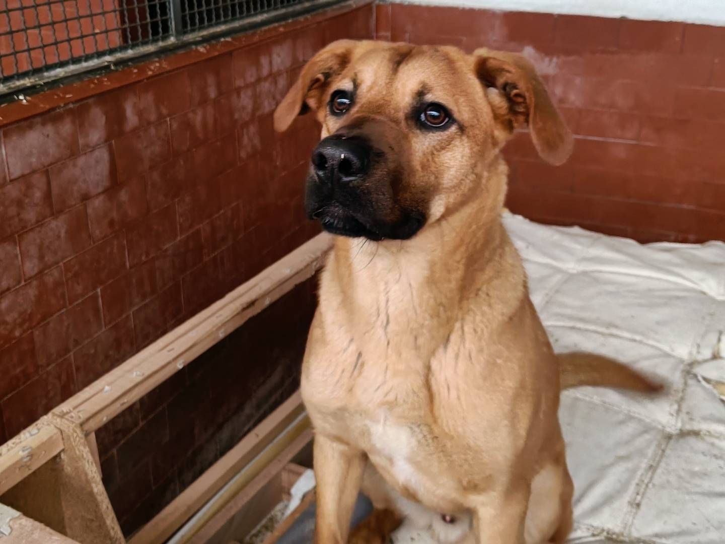 Vuoi adottare un cane a Milano?