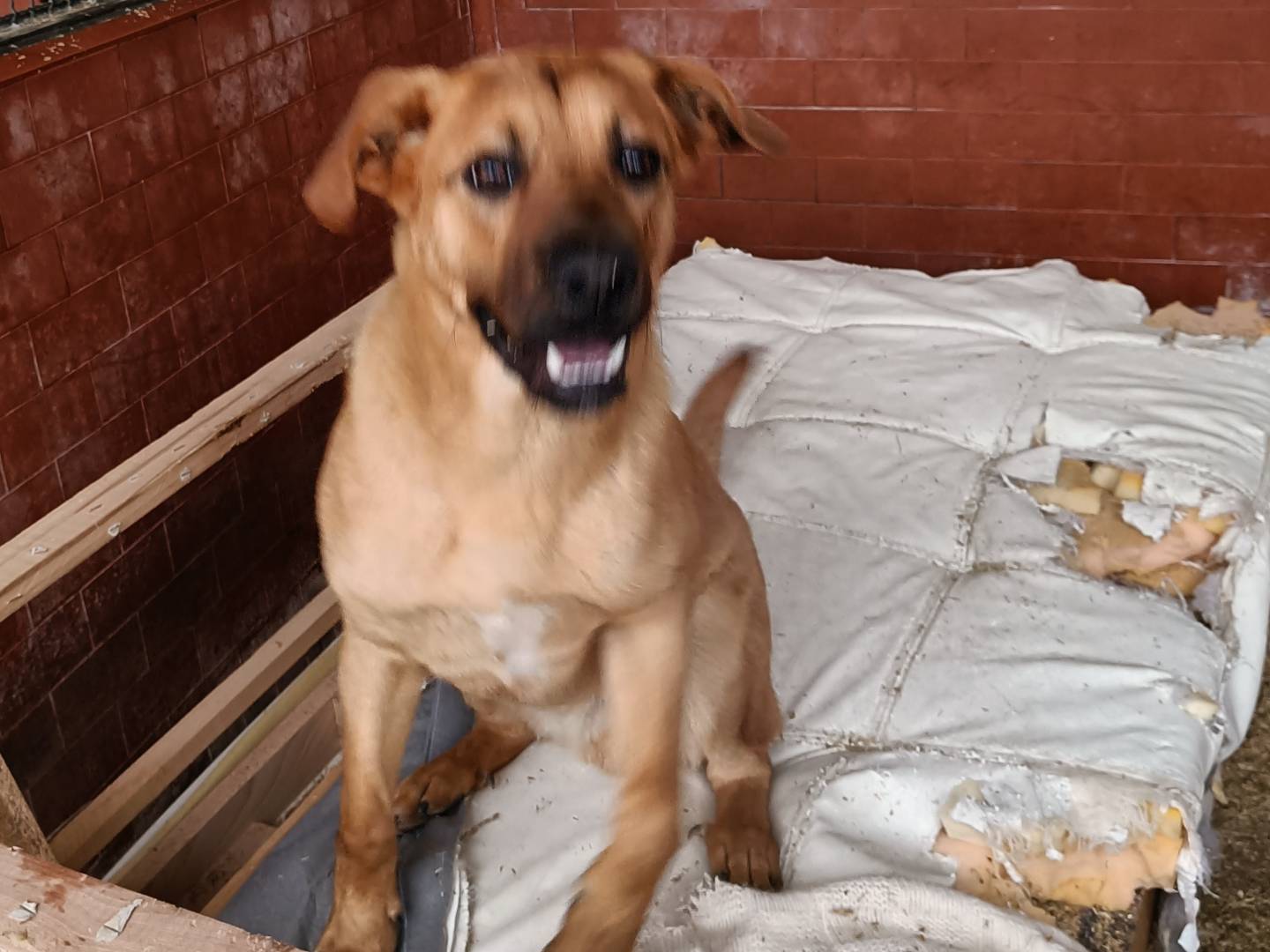 Adotta il cane Hans a Milano
