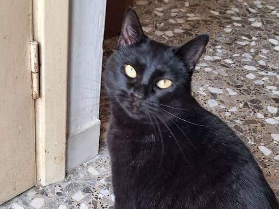 Adotta un gatto, femmina, 1 anno e 9 mesi , Bari