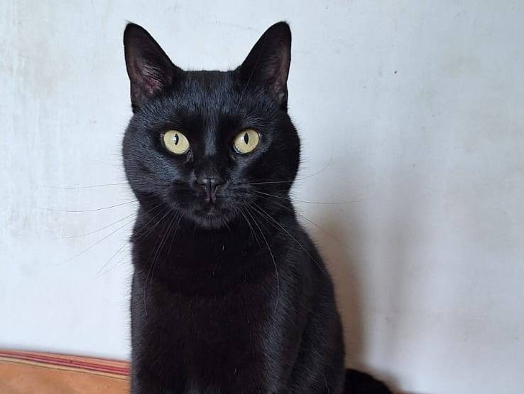 Adotta un gatto, taglia non valida, femmina, Bari