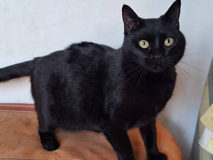 Vuoi adottare un gatto a Bari?