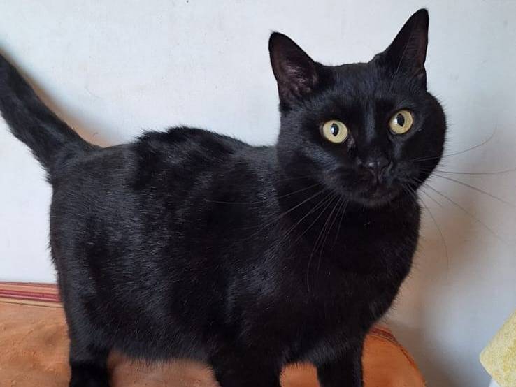 Adotta il gatto Mila a Bari