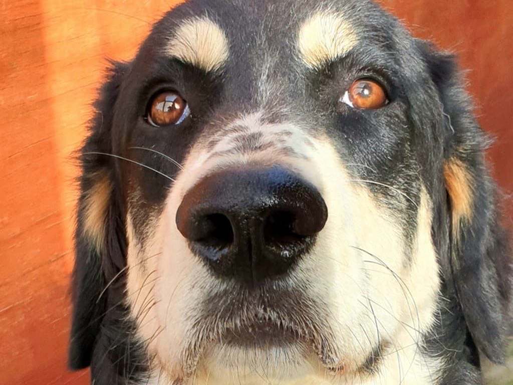 Foto dell'animale