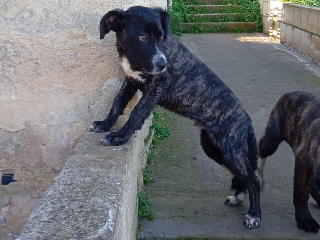 Adotta il cane Enea a Siracusa