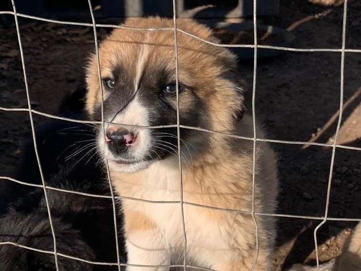 Adotta un cane, maschio, 10 mesi, Siracusa