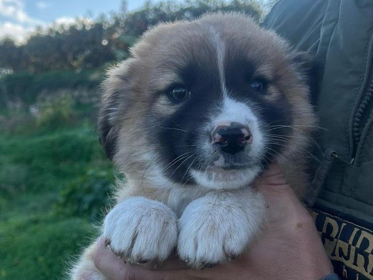 Adozione cane, maschio, Razza sconosciuta Razza sconosciuta, 4 mesi, taglia media, Siracusa