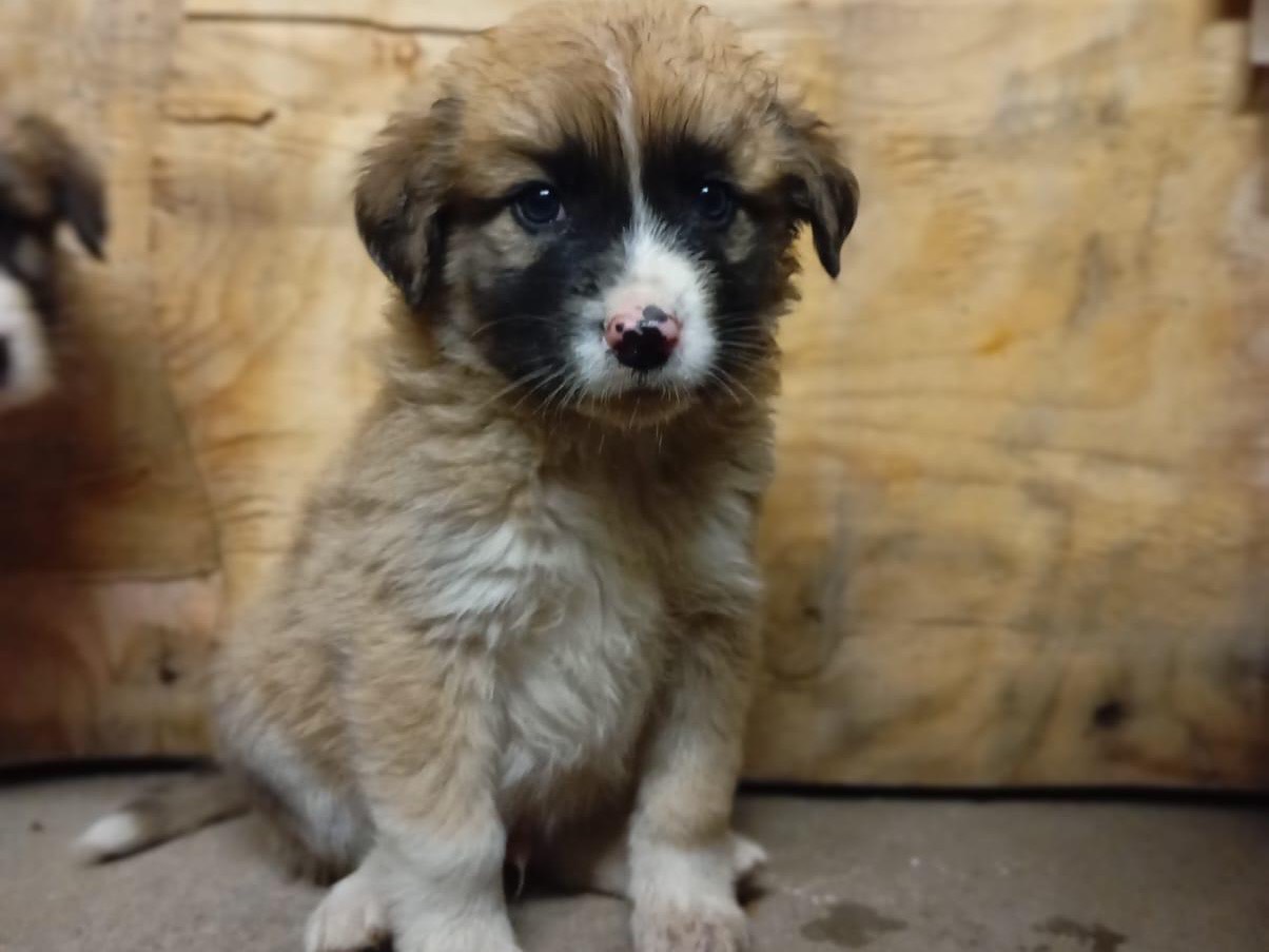 Adotta un cane, taglia media, maschio, Siracusa