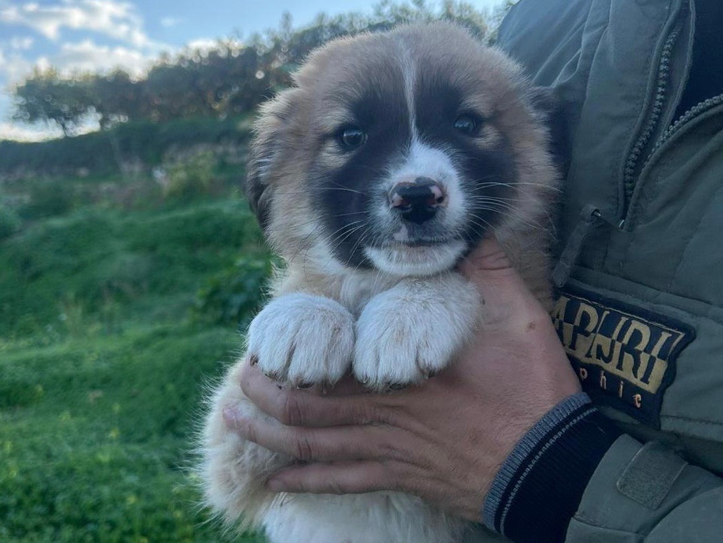 Vuoi adottare un cane a Siracusa?