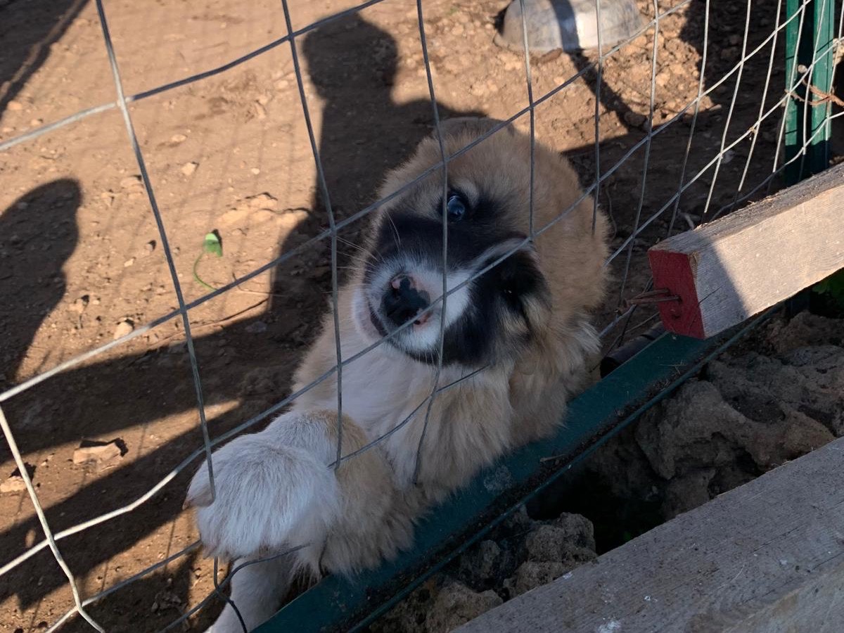 Adotta il cane Roy a Siracusa