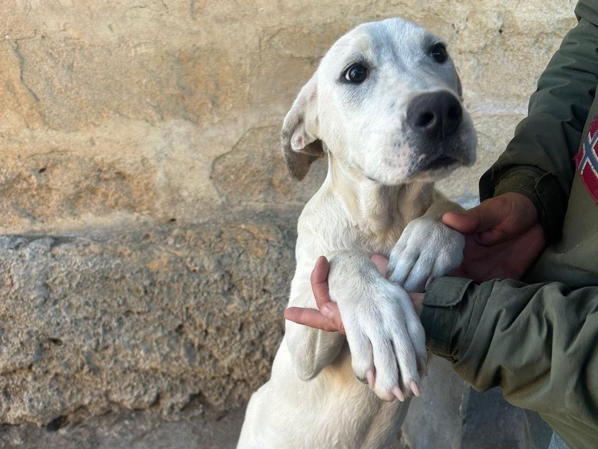 Foto dell'animale