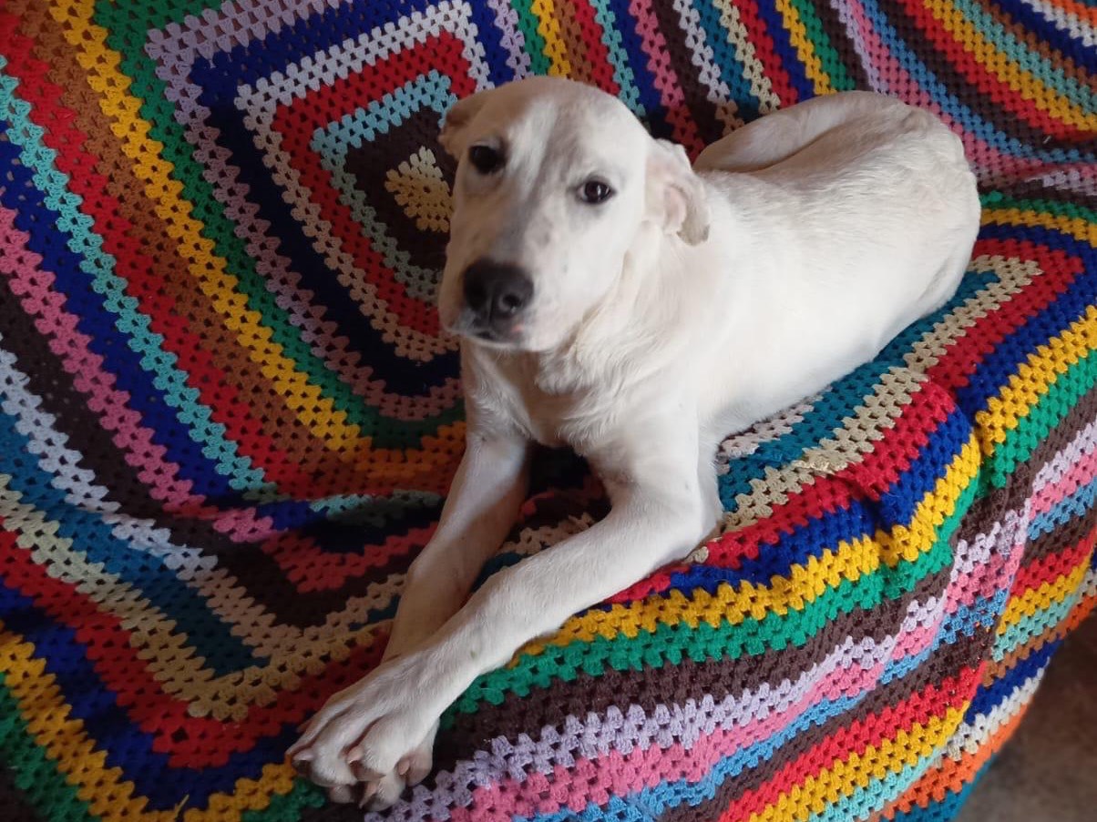 Adotta un cane, femmina, 1 anno e 2 mesi, Siracusa