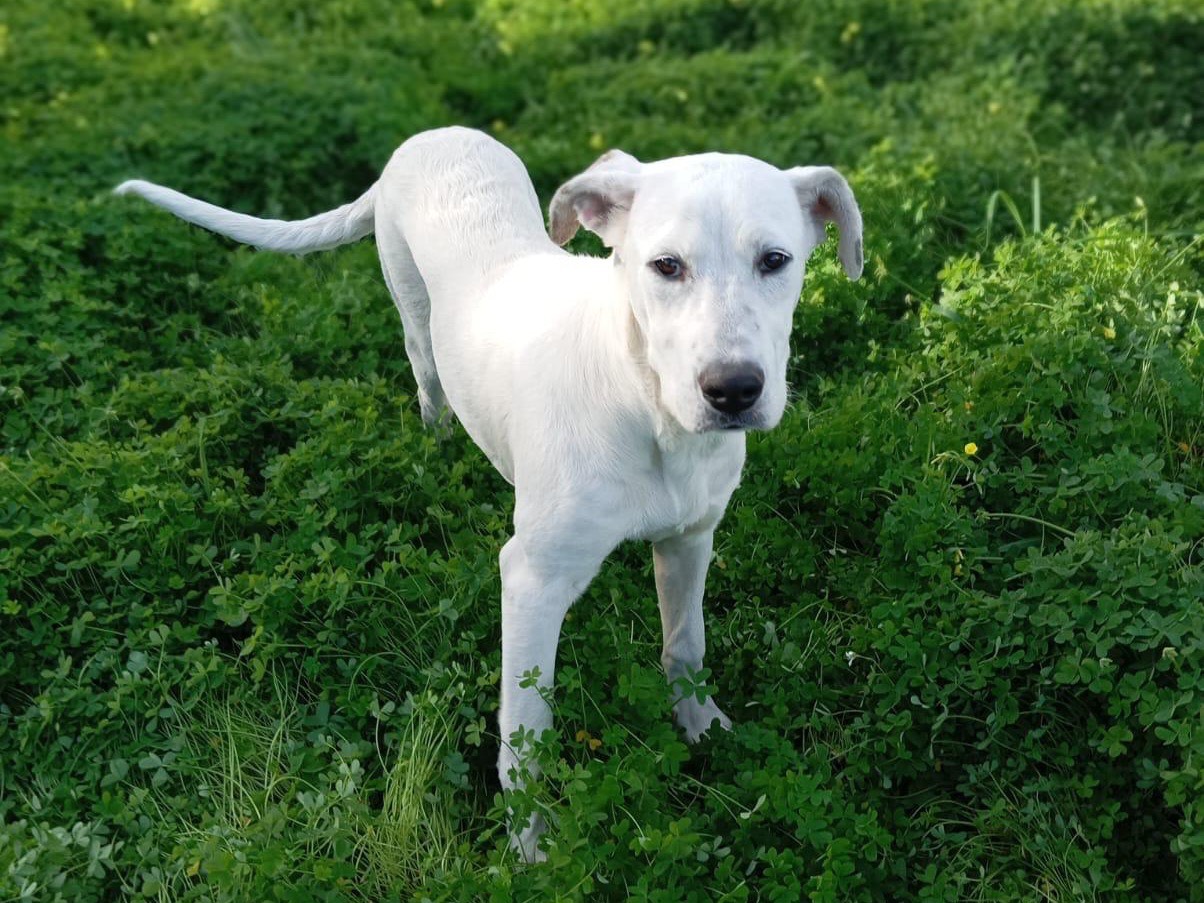 Adotta un cane, taglia media, femmina, Siracusa