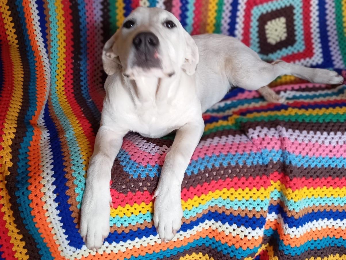 Vuoi adottare un cane a Siracusa?
