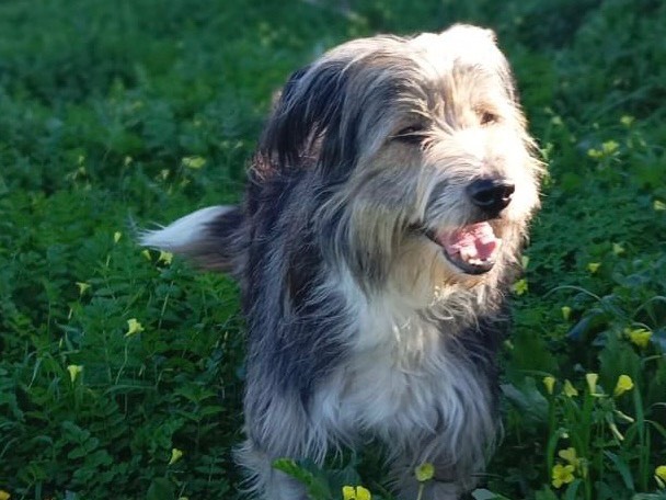 Adozione cane, femmina, Razza sconosciuta Razza sconosciuta, 4 anni  e 3 mesi , taglia grande, Siracusa