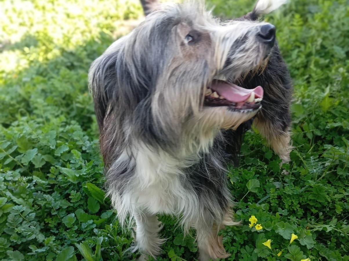 Adotta un cane, femmina, 4 anni e 9 mesi, Siracusa