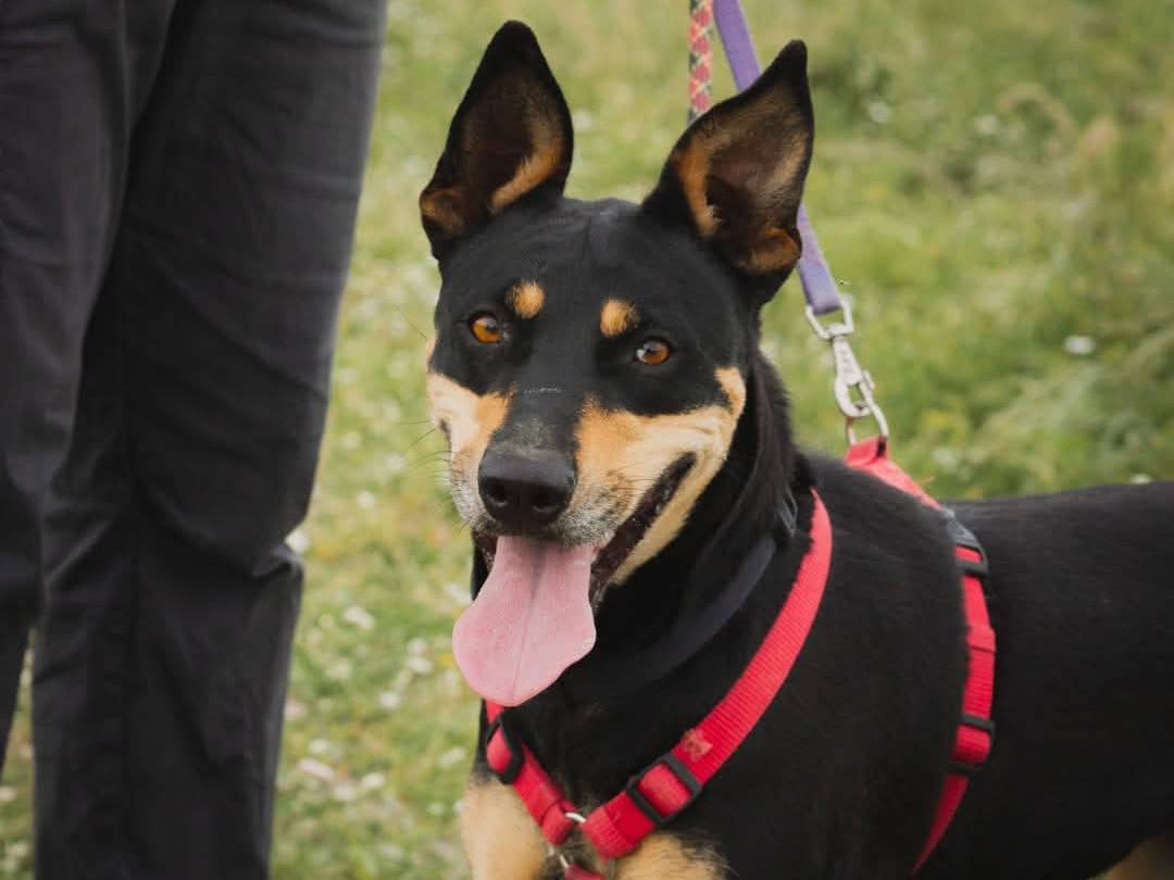 Adozione cane, femmina, Pinscher Razza sconosciuta, 3 anni  e 6 mesi , taglia media, Caserta