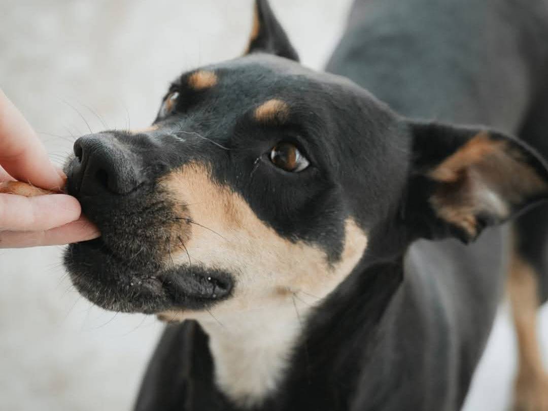 Adotta un cane, femmina, 3 anni  e 6 mesi , Caserta